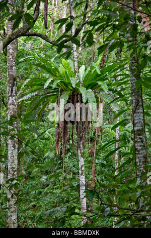 L'Australie, dans le Queensland. La magnifique forêt tropicale de Daintree et très diversifiée, un site du patrimoine mondial, couvre 1 200 kilomètres. Banque D'Images