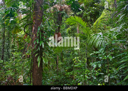 L'Australie, dans le Queensland. La magnifique forêt tropicale de Daintree et très diversifiée, un site du patrimoine mondial, couvre 1 200 kilomètres. Banque D'Images