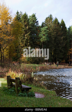 L'automne dans la forêt de Dean 2008 England UK Banque D'Images