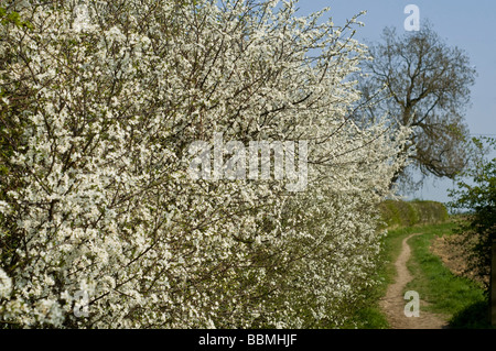 dh HAWTHORN UK Crataegus monogyna fleur blanche floraison aubépine côté buisson du sentier haie fleur yorkshire Banque D'Images