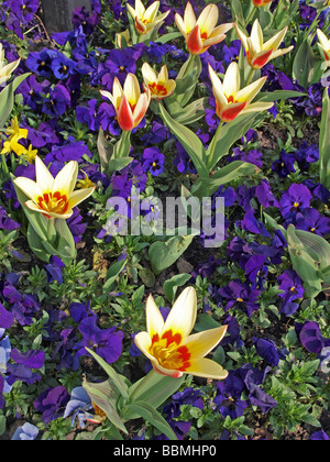 La photo en gros plan de tulipes et pensées dans un lit de fleur Banque D'Images