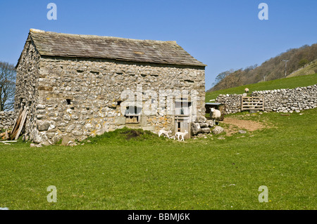 dh WHARFEDALE NORTH YORKSHIRE Stone Field Barn Yorkshire Dales National Park Farm building uk Spring Animal Banque D'Images
