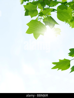 Tree against sky, low angle view Banque D'Images