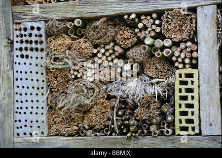 Un nichoir pour diverses espèces d'abeilles et de guêpes dans une réserve naturelle de Suisse. Banque D'Images