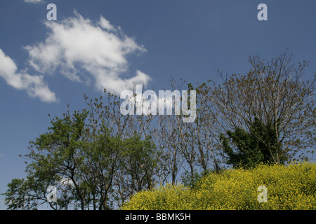 Fleurs jaunes sauvages qui poussent sur la colline parlementaire par des bois dans la campagne Banque D'Images