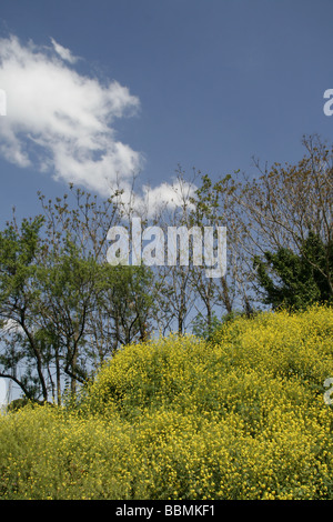 Fleurs jaunes sauvages qui poussent sur la colline parlementaire par des bois dans la campagne Banque D'Images