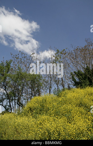 Fleurs jaunes sauvages qui poussent sur la colline parlementaire par des bois dans la campagne Banque D'Images