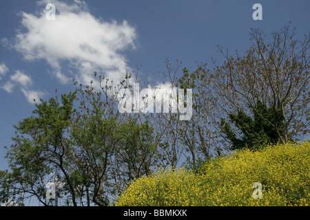 Fleurs jaunes sauvages qui poussent sur la colline parlementaire par des bois dans la campagne Banque D'Images