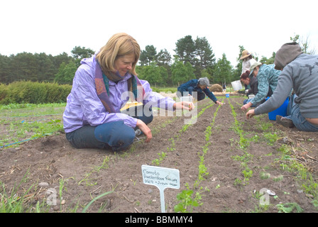 Les personnes qui travaillent dans les jardins de Findhorn Findhorn Cullerne Parc Fondation Ecosse Banque D'Images