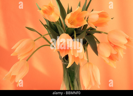 Avis de tulipes orange dans un pot Banque D'Images