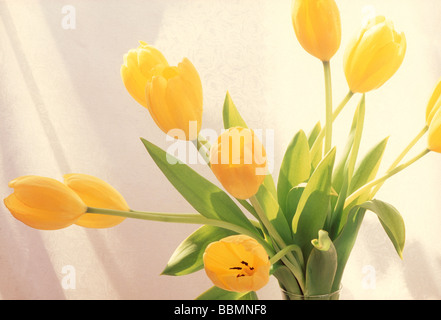 Avis de tulipes jaunes dans un pot Banque D'Images