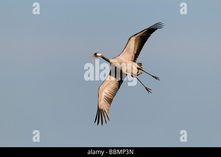 Grue cendrée (Grus grus), volant sur le lac Hornborga, Vaestergoetland, Suède, Scandinavie, Europe Banque D'Images