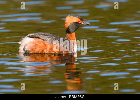 Quantite Grebe (Podiceps auritus) Nager dans un lac Marsh, Vaestergoetland, Suède, Scandinavie, Europe Banque D'Images