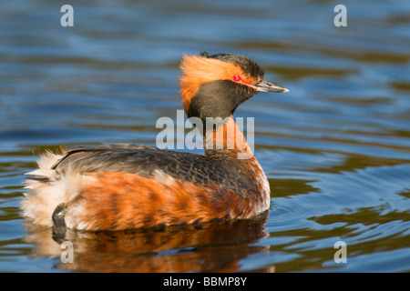 Quantite Grebe (Podiceps auritus) dans un lac Marsh, Vaestergoetland, Suède, Scandinavie, Europe Banque D'Images