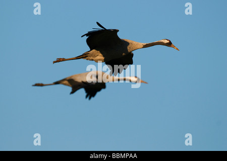 Grues cendrées (Grus grus) voler dans les dernières lueurs du jour, le lac Hornborga, Vaestergoetland, Suède, Scandinavie, Europe Banque D'Images