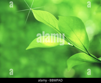 Close-up de feuilles vertes avec pointe de mousseux Banque D'Images