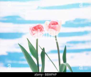 Close-up de deux fleurs roses. Banque D'Images