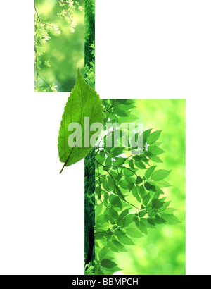 Un collage de feuilles (digital composite) Banque D'Images