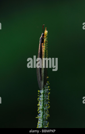 Antlion sur une fleur que j'ai utilisé une lumière de torches ici pour un effet créatif Banque D'Images