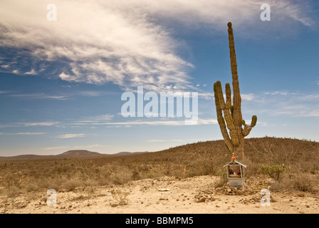 Lieu de culte à cactus cardon dans la Sierra de la Giganta près de Mision San Luis Gonzaga Baja California Sur le Mexique Banque D'Images