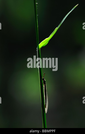 Antlion Banque D'Images