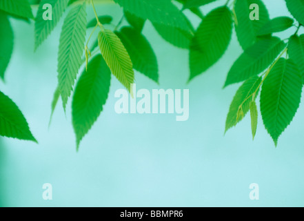 Close-up of green leaves against blue background Banque D'Images