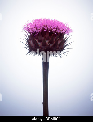 Close-up of a fleur pourpre Banque D'Images