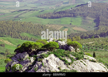 Paysage de montagne fleurs jaune vert champs de fermes agriculture Agrigento Province Sicile Italie Banque D'Images