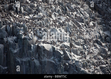 Des guillemots (Uria aalge) et certains oiseaux à la colonie d'oiseaux sur l'Ailsa Craig, un îlot granitique de l'extrusion de l'Ayrshire, Scotland, UK Banque D'Images