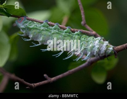 Atlas Moth Caterpillar (attacus atlas) Banque D'Images