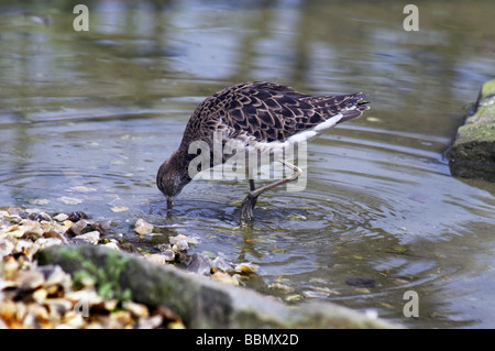 Femme Ruff Philomachus pugnax (approfondissement ) pour l'alimentation en eau peu profonde. Banque D'Images