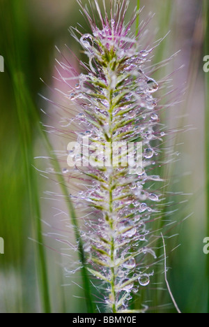 CLOSE-UP DE GOUTTELETTES D'EAU SUR PENNISETUM ALOPECUROIDES HAMELN Banque D'Images