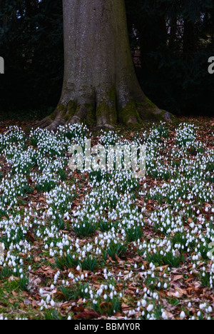 Perce-neige Galanthus S ARNOTT SOUS un arbre planté en masse Banque D'Images