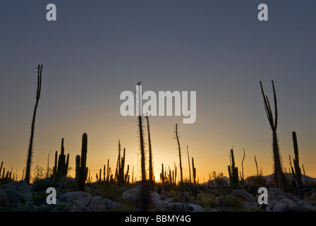 Cirio arbres et cactus cardon à l'aube, près de Central Desierto Catavina Baja California au Mexique Banque D'Images