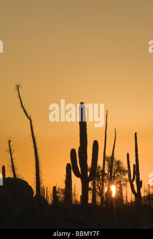 Cirio arbres et cactus cardon au lever du soleil, près de Central Desierto Catavina Baja California au Mexique Banque D'Images