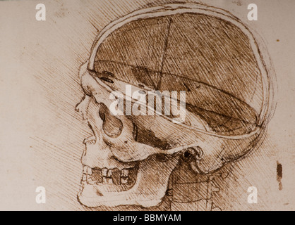 Détail des études anatomiques du crâne humain par Leonardo da Vinci Banque D'Images