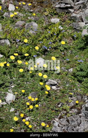 Oreille de souris, épervière Lathkill Dale Derbyshire en Angleterre Banque D'Images