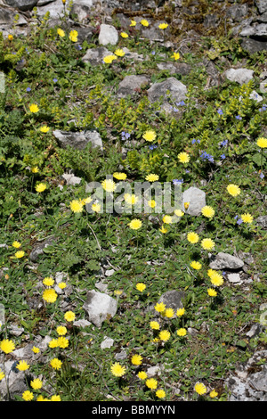 Oreille de souris, épervière Lathkill Dale Derbyshire en Angleterre Banque D'Images