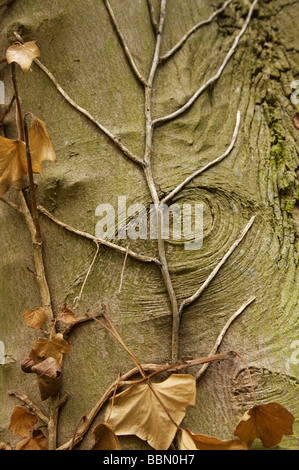 Avec l'Œil de l'arbre du réducteur de vigne Banque D'Images