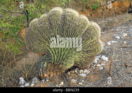 Fishhook Barrel Cactus Ferocactus wislizeni Tucson Arizona United States 3 mai Crested forme Cactaceae Banque D'Images