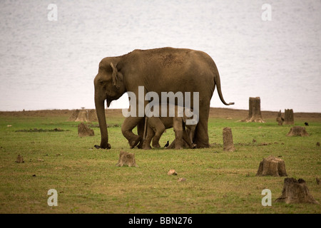 L'état du Karnataka, l'animal éléphant indien (Elephas maximus) dans le Parc National de Nagarhole à Karnataka, en Inde. Banque D'Images