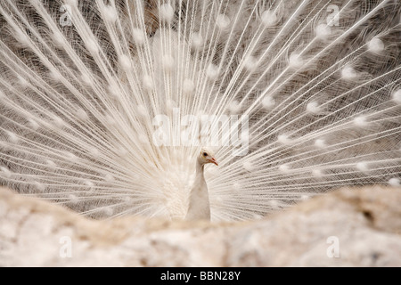 White peacock Pavo cristatus mâle (mut. Alba) Banque D'Images