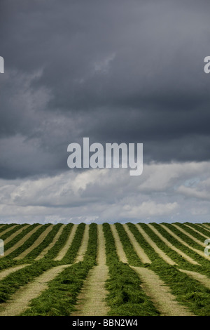 Champ pâturage fraîchement tondue avec ciel d'orage au-dessus Banque D'Images