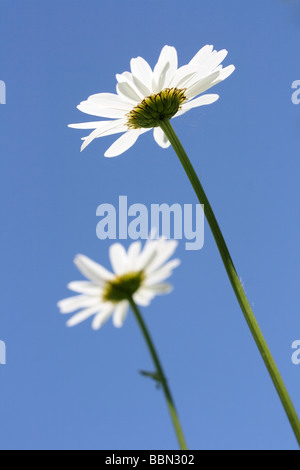 Deux Oxeye Daisy fleurs (Leucanthemum vulgare) contre le ciel bleu Banque D'Images