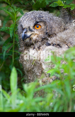 Jeune Grand-duc (Bubo bubo) de se cacher dans l'herbe Banque D'Images