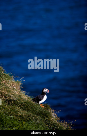 Macareux moine dans son habitat naturel. De Borgarfjordur Eystri, à l'Islande. Banque D'Images