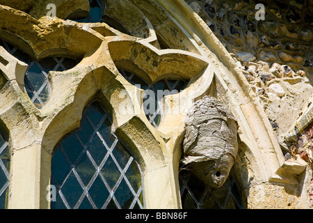 Ancienne église des guêpes nid dans le cadre de la vitre Sussex UK Banque D'Images