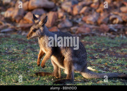 Zoologie / animaux, Mammifères Mammifères /, kangourous, wallabies à pieds noirs (Petrogale lateralis), Alice Springs, Alice Springs Resort, Australie, Additional-Rights Clearance-Info-Not-Available- Banque D'Images