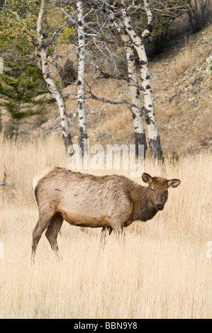 Wapiti dans le Parc National de Yellowstone Banque D'Images