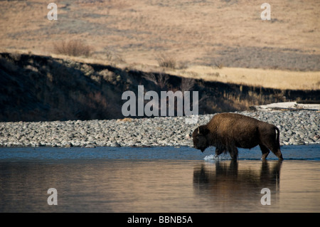 Buffalo River Crossing Banque D'Images